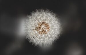 Nahaufnahme einer Pusteblume